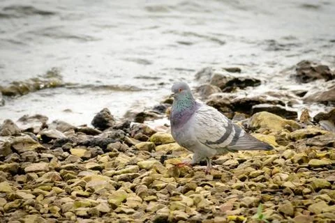 Pigeon Close to the River 写真素材