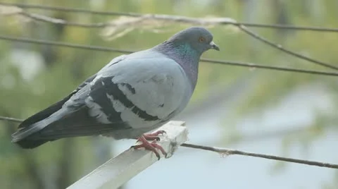 Pigeon close up short Stock-Footage 10860427