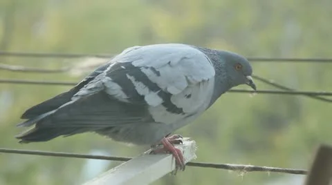 Pigeon close up short Stock-Footage 10860722