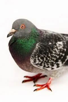 Pigeon - Close up - White background Foto stock