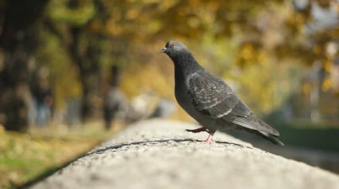 Pigeon closeup 스톡 동영상 59511291