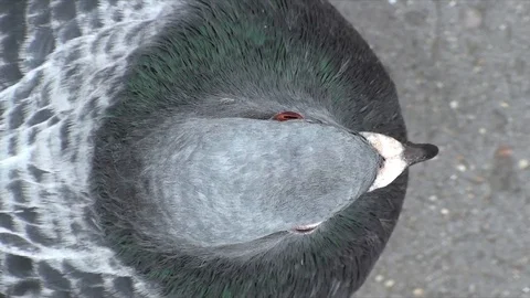 Pigeon Closeup Stock Footage 98679060