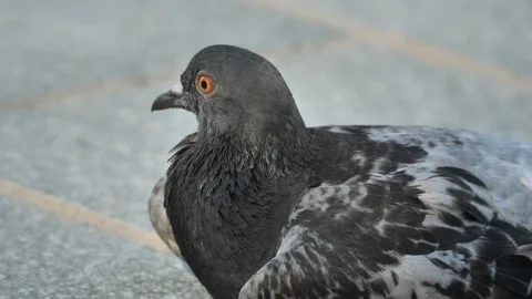 Pigeon closeup Stock Footage 137005002