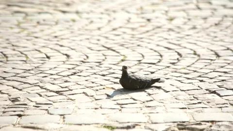 A pigeon on a cobblestone. Stock Footage 289664277