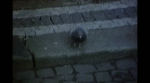 Pigeon on Cobblestones Super 8 Stock Footage 49977367