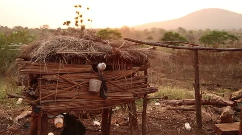 Pigeon coop Uganda Video stock 50519976