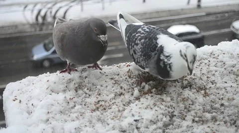 Pigeon couple feeding Stock-Footage 46606435