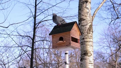Pigeon At Crib at winter in forest Stock Footage 72868779