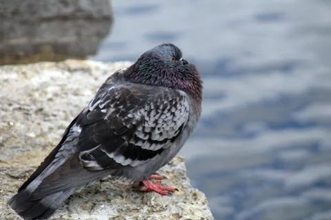 Pigeon in deep thought Stock Photos
