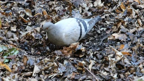 Pigeon digging through leaves in Edinburgh, Scotland Stock Footage 148067719
