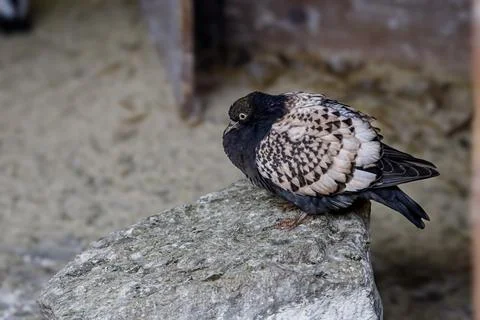 A pigeon with distinctive patterned feathers rests on a rough stone surface Stock Photos