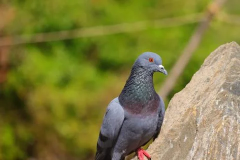 Pigeon dove on the rock Stock Photos