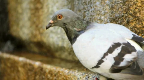 Pigeon drinking 1 Video stock 785932