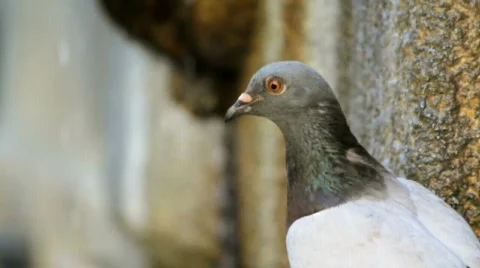 Pigeon drinking 2 Video stock 785913
