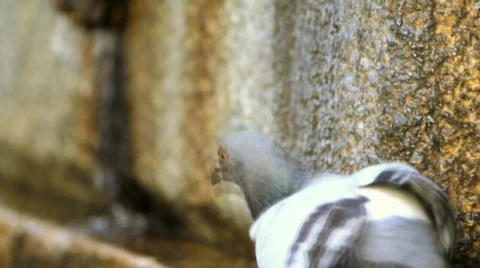 Pigeon drinking 3 Video stock 785897