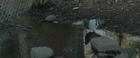 Pigeon Drinking From Dirty Puddle Vidéo 153819601