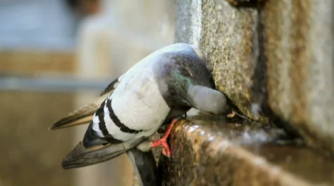 Pigeon drinking Video stock 785945