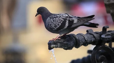 Pigeon drinking water Stock Footage 49071158