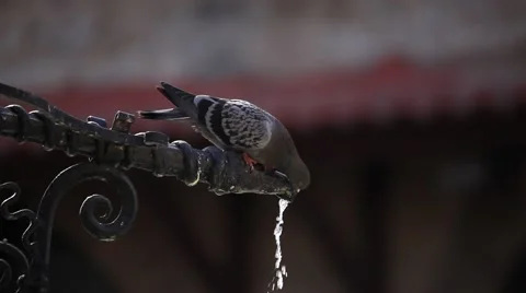 Pigeon drinking water Stock Footage 49071170