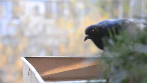 Pigeon drinking water Stock Footage 98588544