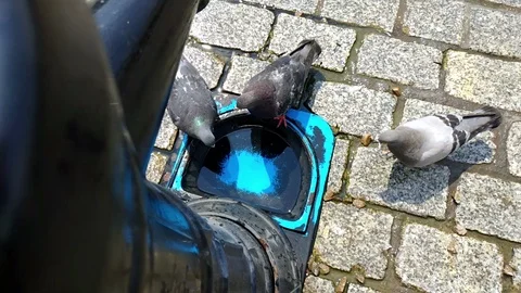 Pigeon Drinking Water Stock Footage 111409318