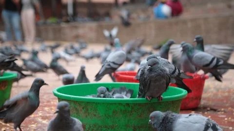 PIGEON DRINKING WATER Stock Footage 124891024
