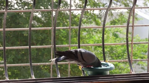 Pigeon drinking water Stock Footage 155472538