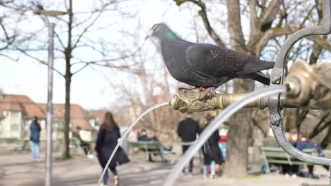 Pigeon drinking water Stock-Footage 245374664