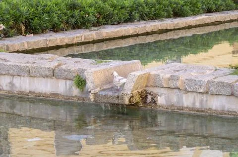 Pigeon drinking water in the pond Stock Photos