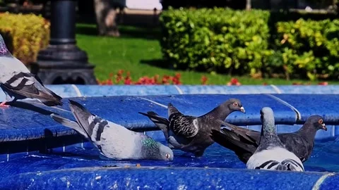Pigeon drinking water in a pool Stock Footage 272181710