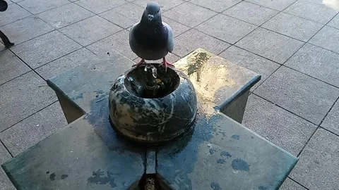 The pigeon drinks water Stock Footage 311835288