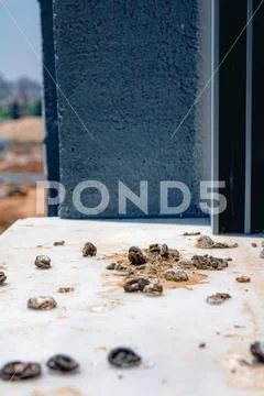 Pigeon droppings on the windowsill Stock Photos