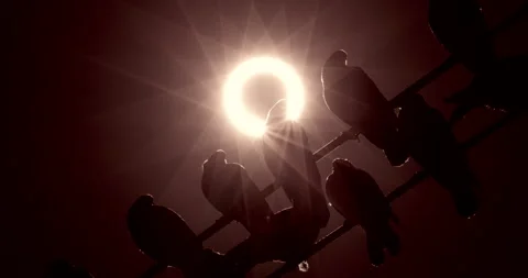 Pigeon During Ring Of Fire Eclipse Stock Footage 253031273