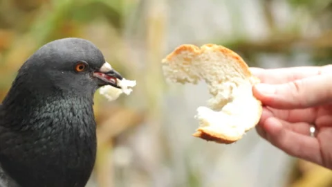 Pigeon eating bread 库存影片 146287259