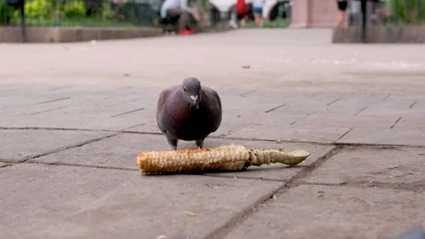 Pigeon eating corn close up Stock Footage 246851805