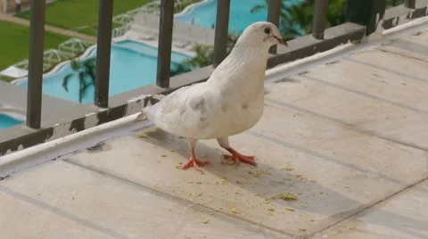 Pigeon Eating Crumbs On Balcony Stock Footage