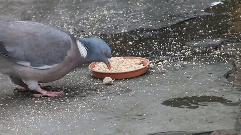 Pigeon eating Vídeo Stock 150487581
