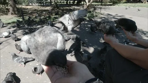 Pigeon Eating From Hand Видео 151389839