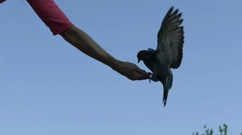 Pigeon eating from the hands 100fps Stock Footage 54934173