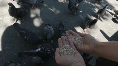 Pigeon Eating From Hands 스톡 동영상 151389805