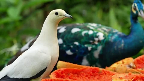 Pigeon Eating in Nature Close Up 4K Vídeo Stock 334699341