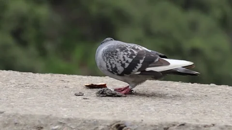 A pigeon eating a piece of bread on the ground Stock Footage 180989037