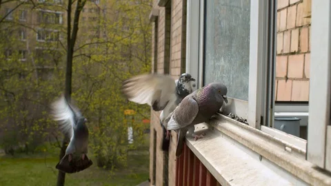 Pigeon eating seeds on the window Stock Footage 129364344