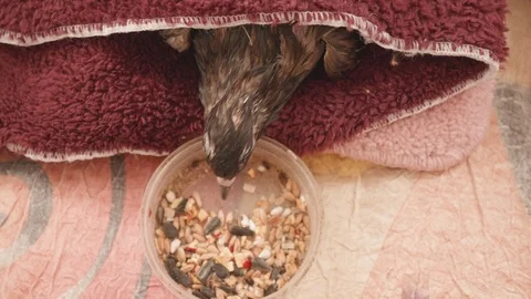 Pigeon eats after being washed. It's wrapped in towel. Up view. Stock Footage 120261042