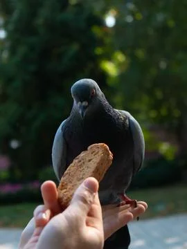 A pigeon eats bread from his hands Stock Photos