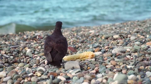 A pigeon eats corn on the beach. The bird pecks the remains of corn, Stock Footage 162181953