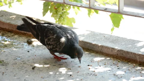 Pigeon eats grains on the balcony of a sunny summer day Stock Footage 137016607
