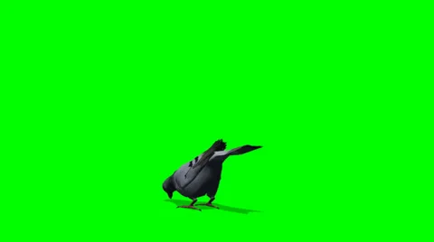 Pigeon eats - green screen Stock-Footage 38473969