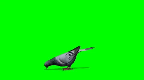 Pigeon eats - green screen Stock-Footage 38474663