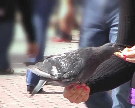 Pigeon eats from hand. 스톡 동영상 1065713